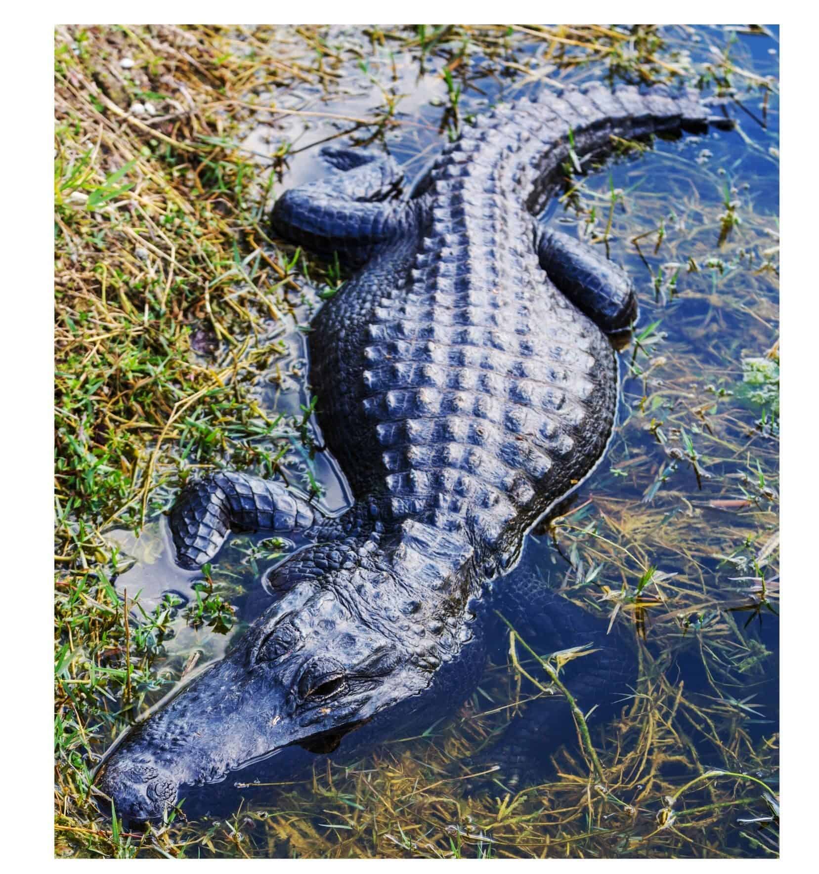 Continuous Improvement